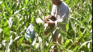 Threesome in the cornfield